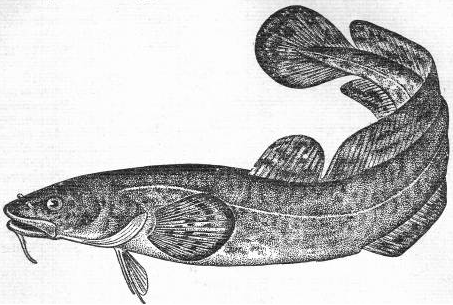 Рис 1 Налим из книги ЛП Сабанеева Рыбы России Мало пресноводных рыб так - фото 1
