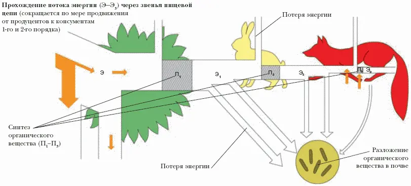 Существуют два осн типа цепей питания пастбищные и детритные - фото 246