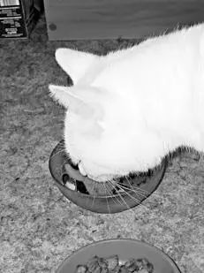 Миска для пищи должна быть удобной Примерные рационы для кормления котят из - фото 20