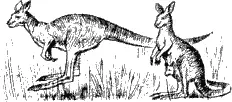 Существует более 120 различных разновидностей кенгуру Самый маленький из них - фото 68