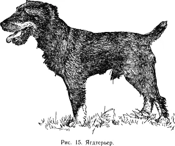 Собака с универсальными охотничьими качествами выведена в Германии в начале XX - фото 16