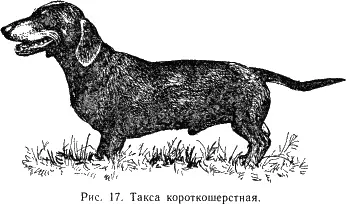 Используется для охоты не только на норных но и наземных зверей - фото 18