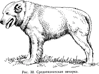 Костяк прочный грубый Мускулатура сильная Кожа толстая эластичная может - фото 31