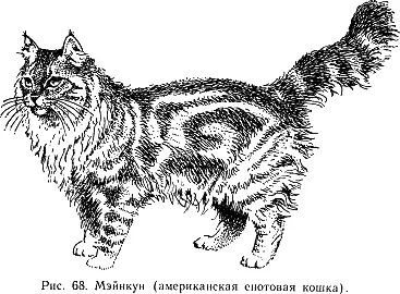 Кошка имеет величину от средней до крупной крепкого телосложения рис 68 По - фото 72