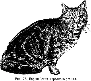 Животное от среднего до крупного телосложения рис 73 подвижное Масть - фото 77