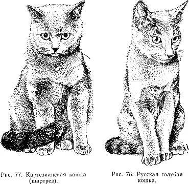 Тело массивное мускулистое тяжелое на вид средней длины Шея короткая Грудь - фото 81