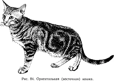 Шея длинная стройная Спина и поясница мускулистые крепкие Грудь объемная - фото 87
