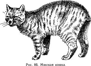 Шерсть тонкая мягкая при дотрагивании напоминает шерсть кролика Масть может - фото 89