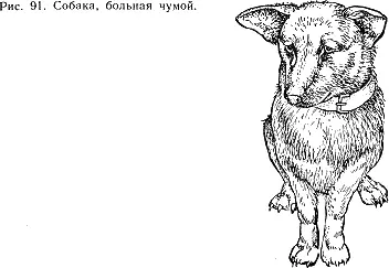 Основными источниками инфекции являются больные собаки и вирусоносители - фото 94