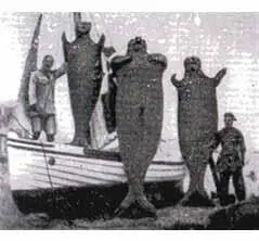 Морские девы дюгони Сирены обитают в тропических морях и реках Науке - фото 20