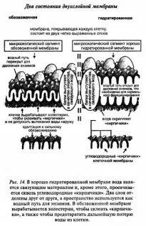 В печени специальные клетки продолжают перерабатывать содержимое кишечника а - фото 14