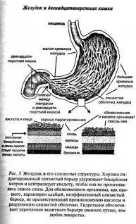 Внутренний слой желудка рис 5 покрывает слизь которая на 98 процентов - фото 5