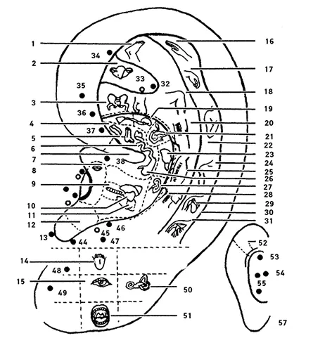 Рис 5 Проекции частей тела и внутренних органов на ушной раковине 1 1 - фото 5