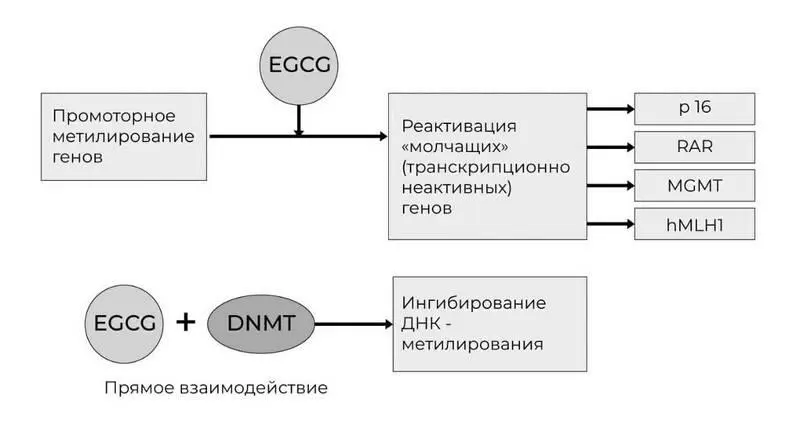 Рис 20 Эпигенетическое воздействие EGCG 28 Источник Киселев ВИ и др - фото 24
