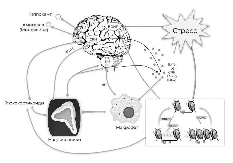 Рис 21 Схематическое представление прямого и косвенного воздействия стресса - фото 25
