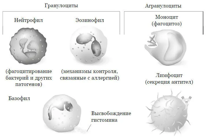 Рис 25 Форменные элементы крови Белые кровяные тельца лейкоциты моноциты - фото 29
