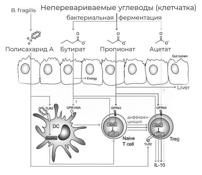 Рис 26 Показана связь бактериальных метаболитов в частности полисахарида А - фото 31