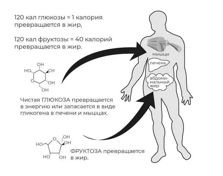 Рис 27 Разная роль в организме простых сахаров глюкозы и фруктозы Глюкоза - фото 32