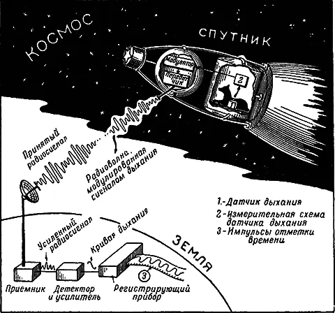 Рис 42аСхема передачи процесса дыхания собаки со второго советского - фото 64