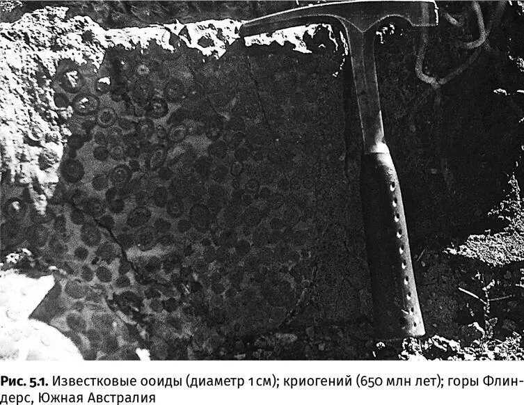 Поскольку в архейском и протерозойском мире еще не было животных а до рубежа - фото 15