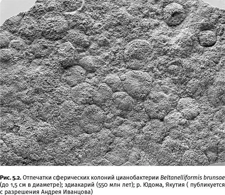 Благодаря таким покрытиям склеивавшим частицы внеклеточными полимерами в - фото 16