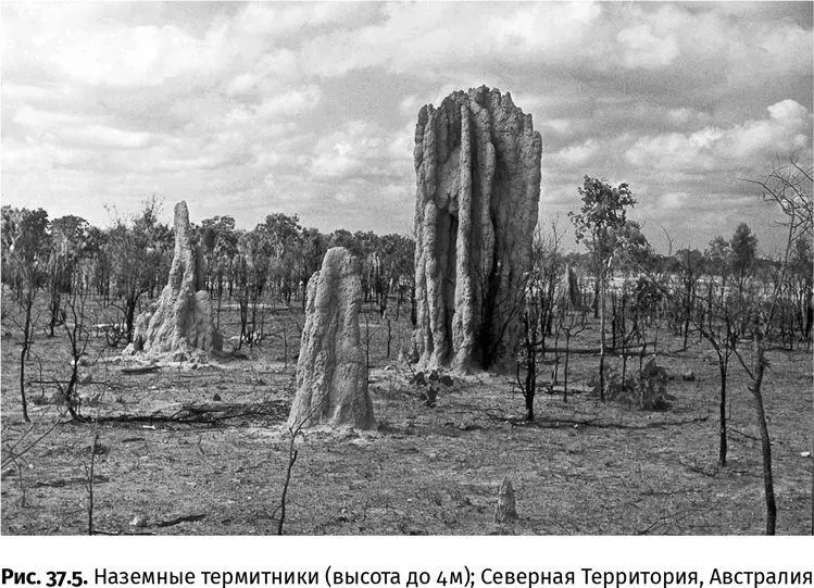 На всех континентах кроме рано более 30 млн лет назад обледеневшей - фото 135