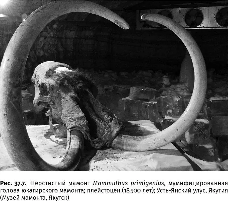 Многие из этих млекопитающих проследовали навстречу южным выходцам и - фото 138