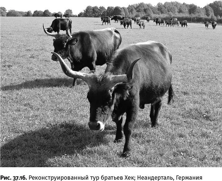 С повсеместным развитием травянистого покрова содержащего фитолиты усилился - фото 148