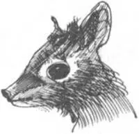 В густых кустарниковых зарослях растущих по берегам Таны мы отлавливали - фото 101