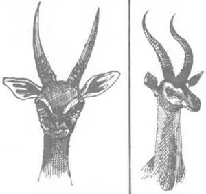 При отлове животных в густых зарослях или на местности с плохим обзором самолет - фото 102
