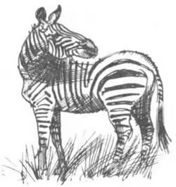 При отлове зебр Гартмана я сидел в вертолете Неожиданно вертолет накренился и - фото 118