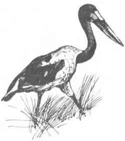 Еще вреднее чем пыль и влажность действие солнечных лучей и жары которые в - фото 119