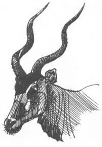 Цветные фотопленки мы покупали в специальной упаковке для тропиков и старались - фото 121