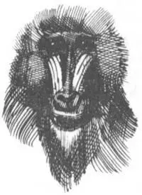 В дождевых тропических лесах жарко и очень сыро поэтому фотоаппараты и - фото 123