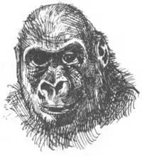 В дождевых тропических лесах жарко и очень сыро поэтому фотоаппараты и - фото 124