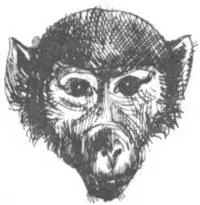 В рощах бамбука в Кении мы ловили редких антилоп бонго совершенно другим - фото 126