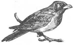 Большие маневры Я стоял перед вождем борано Необходимые формальности были - фото 127