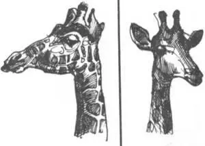 В Африке как и везде в тропиках нужно готовить очень острую пищу так как в - фото 129