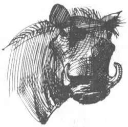 Работники кенийской ветеринарной службы разделали и взвесили убитого бегемота - фото 130