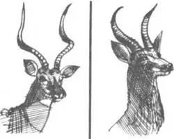 Плохое предчувствие дважды Джо эта ночная охота не для моих нервов - фото 136