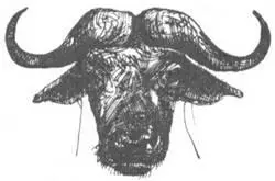 Африканцы веками охотились на диких животных Поскольку их оружие было очень - фото 137