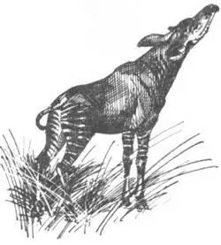 Вопрос о браконьерстве в Африке стоит очень остро Часто на своем пути нам - фото 138