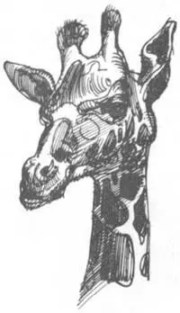 Какую же горькую судьбу мы люди уготовили столь великолепным животным - фото 139