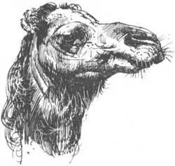 Приготовлением яда в селениях обычно занимаются немногие посвященные в эту - фото 140