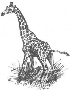 В конце прошлого столетия под угрозой вымирания оказался черный буйвол - фото 141