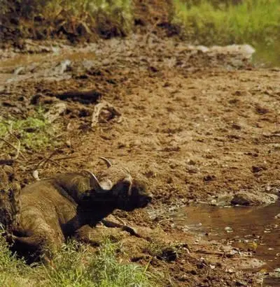 В конце прошлого столетия под угрозой вымирания оказался черный буйвол - фото 142