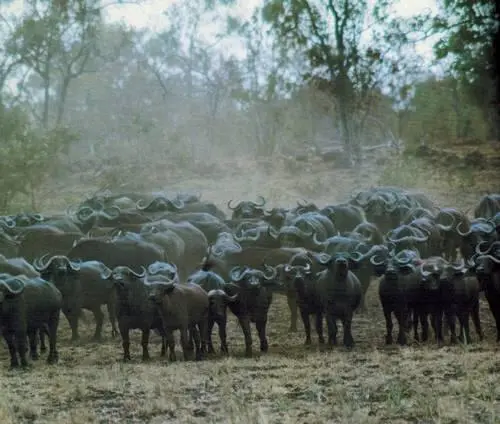 Раньше еще до эпидемии путешественники могли часто встретить стада черных - фото 143