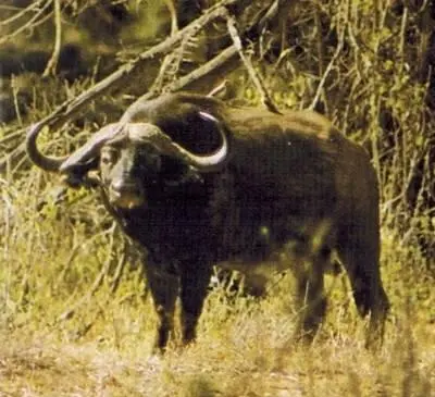 Могучие старые самцы черных буйволов время от времени покидают родное стадо и - фото 144