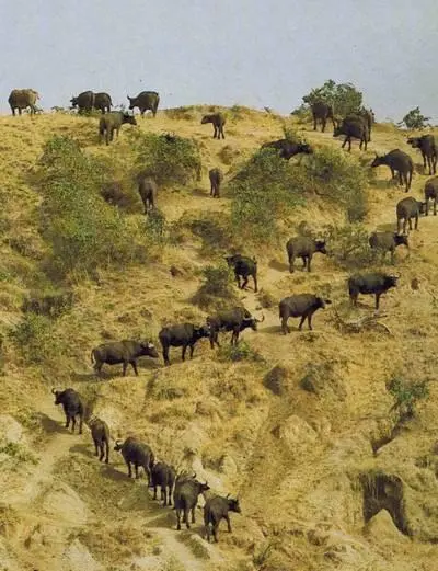 С водопоя стадо буйволов отправляется на горные пастбища по своей постоянной - фото 145