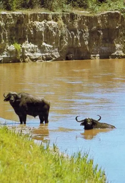 Черные буйволы в полуденный зной часто забираются в водоемы или болота здесь - фото 146